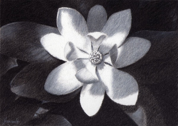 charcoal drawing of a magnolia flower